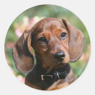 Sticker Rond Tan Miniture Dachshund