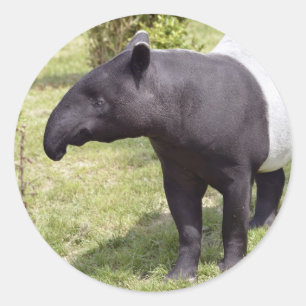 Sticker Rond Tapir malais sur herbe