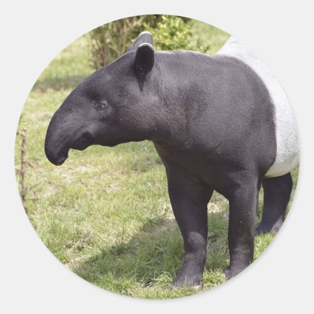 Sticker Rond Tapir malais sur herbe (Devant)