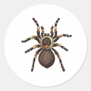 Sticker Rond Tarantula