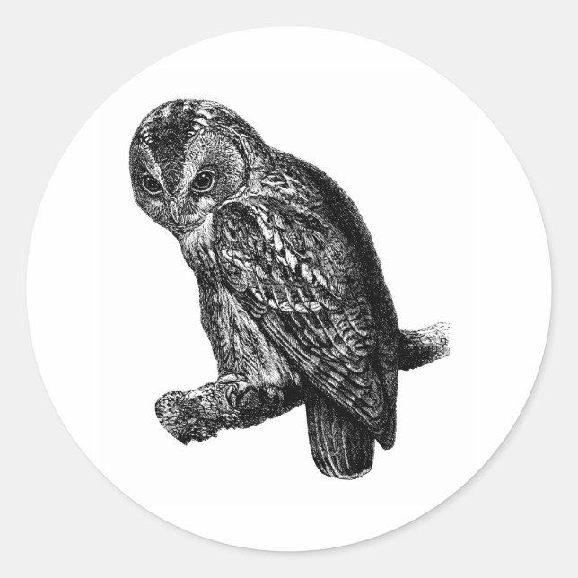 Sticker Rond Tawny Owl Owl Bird Vintage Wood Engraving (Devant)