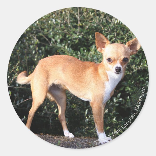 Sticker Rond Teacup Chihuahua (Devant)