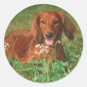 Sticker Rond Teckel aux cheveux longs rouge