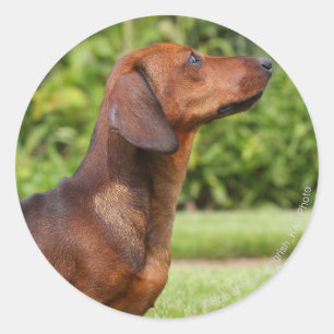 Sticker Rond teckel miniature Lisse-haired