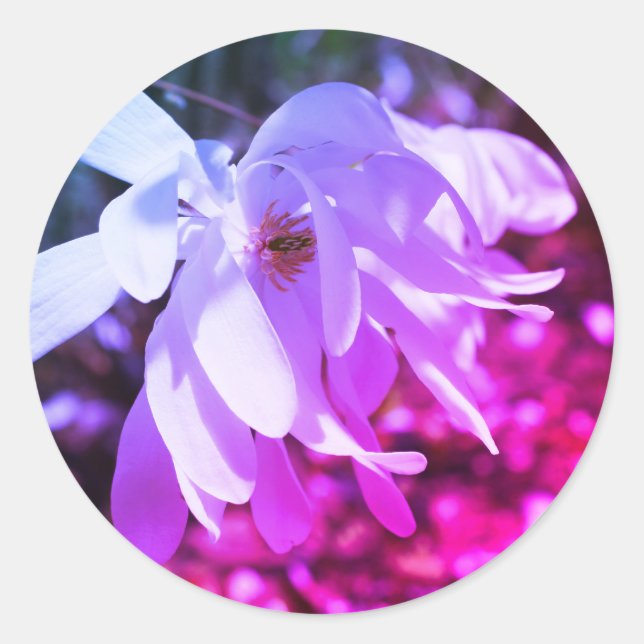 Sticker Rond Teint blanc Magnolia (Devant)