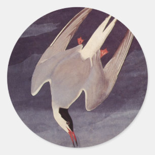 Sticker Rond Terne arctique par John James Audubon, Oiseaux Vin