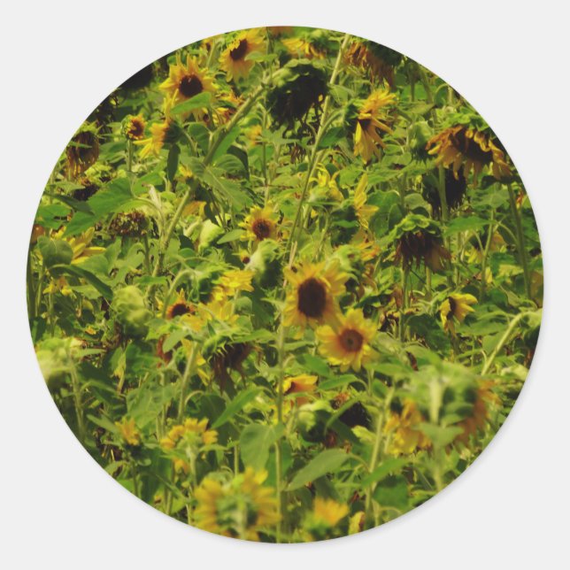 Sticker Rond Terrain de tournesol (Devant)