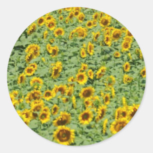 Sticker Rond Terrain de tournesol jaune