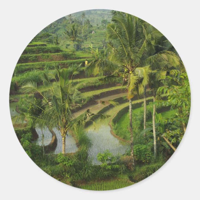 Sticker Rond Terrasse Ricefield à Bali (Devant)