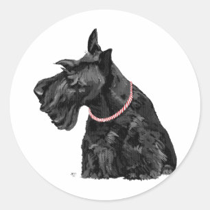 Sticker Rond Terrier Écossais curieux