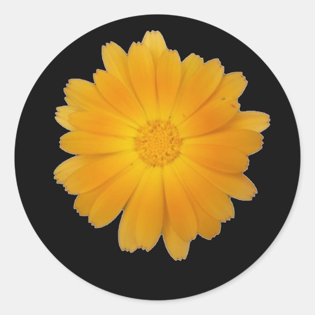 Sticker Rond Tête de fleur Marigold unique sur Arrière - plan n (Devant)