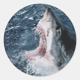 Sticker Rond Tête de grand requin blanc