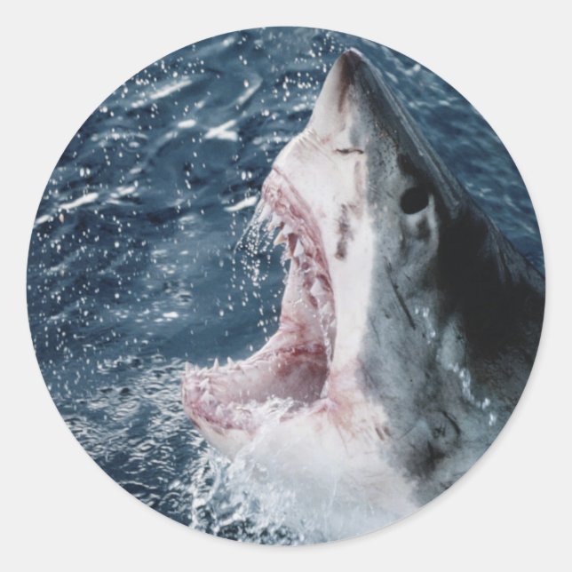 Sticker Rond Tête de grand requin blanc (Devant)