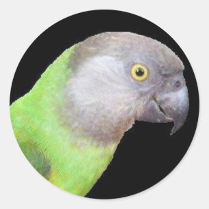 STICKER ROND TÊTE DE PERROQUET DU SÉNÉGAL