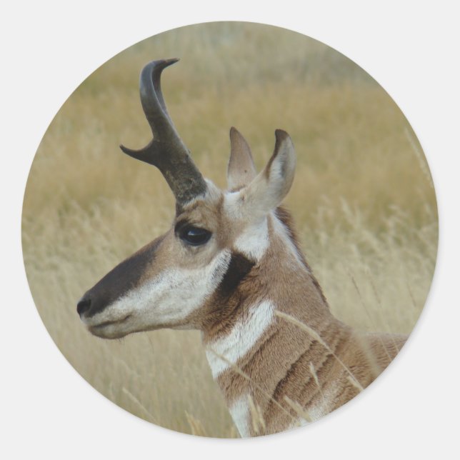 Sticker Rond Tête de pronghorn profil vue de côté (Devant)