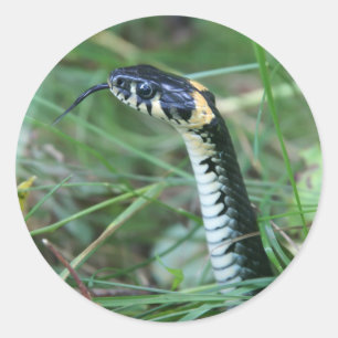 Sticker Rond Tête de serpent