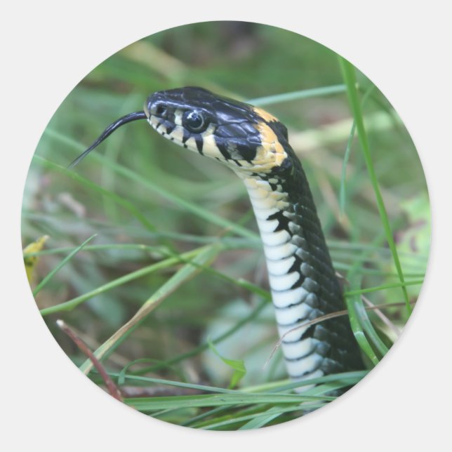 Sticker Rond Tête de serpent (Devant)