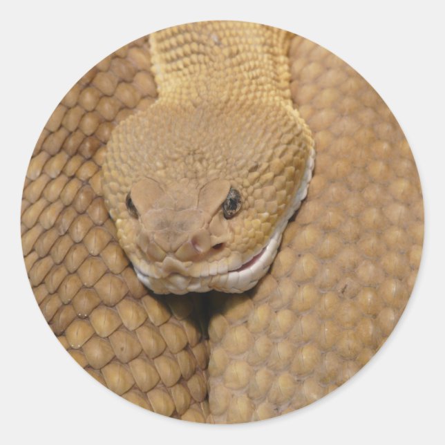 Sticker Rond Tête de serpent à sonnette (Devant)
