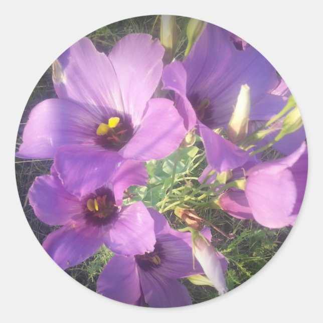 Sticker Rond Texas Bluebells (Devant)