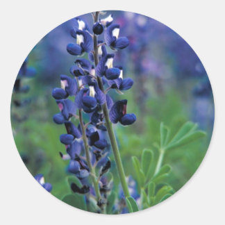 Sticker Rond Texas Bluebonnet-2-Best