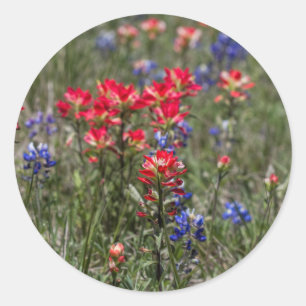 Sticker Rond Texas Indian Paintbrush et Bluebonnet Fleurs sauva