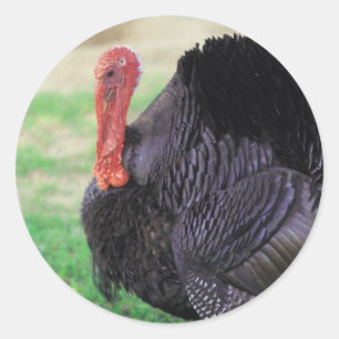 Sticker Rond Thanksgiving Turkey Bird