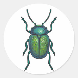 Sticker Rond The tansy beetle