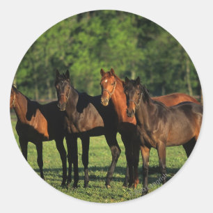 Sticker Rond Thoroughbred