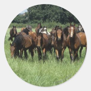 Sticker Rond Thoroughbred Youngsters