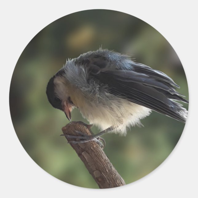 Sticker Rond Tidi my Bird le Parus Major (Devant)
