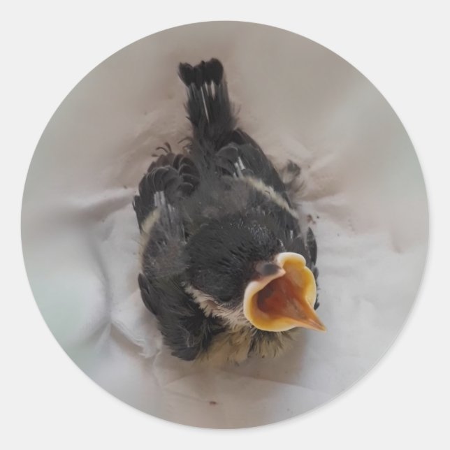 Sticker Rond Tidi my Bird le Parus Major (Devant)