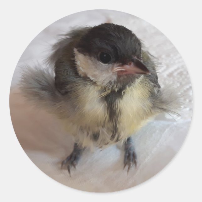 Sticker Rond Tidi my Bird le Parus Major (Devant)