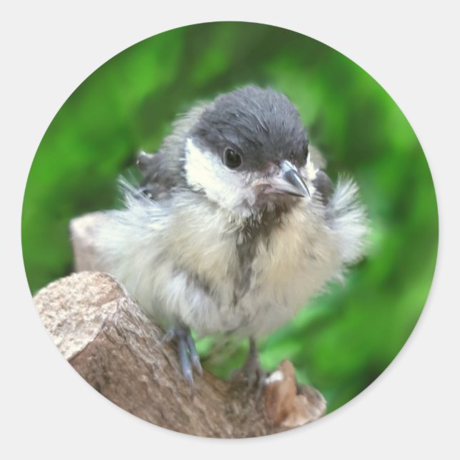 Sticker Rond Tidi my Bird le Parus Major (Devant)