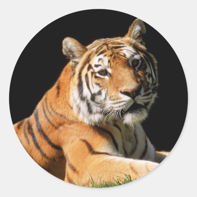 Sticker Rond Tiger Closeup (Devant)