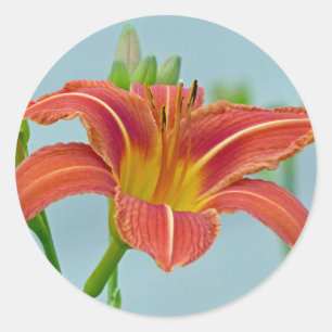 Sticker Rond Tiger Lily