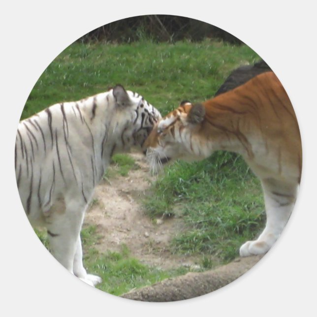 Sticker Rond Tiger Love (Devant)