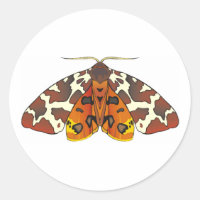 Tiger Moth
