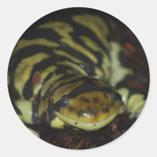 Sticker Rond tiger salamander