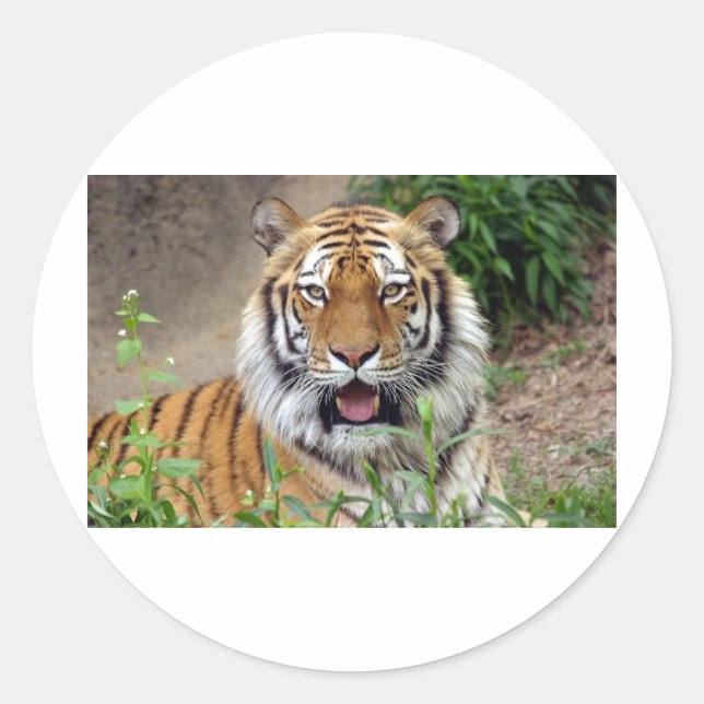 Sticker Rond Tiger Smile (Devant)