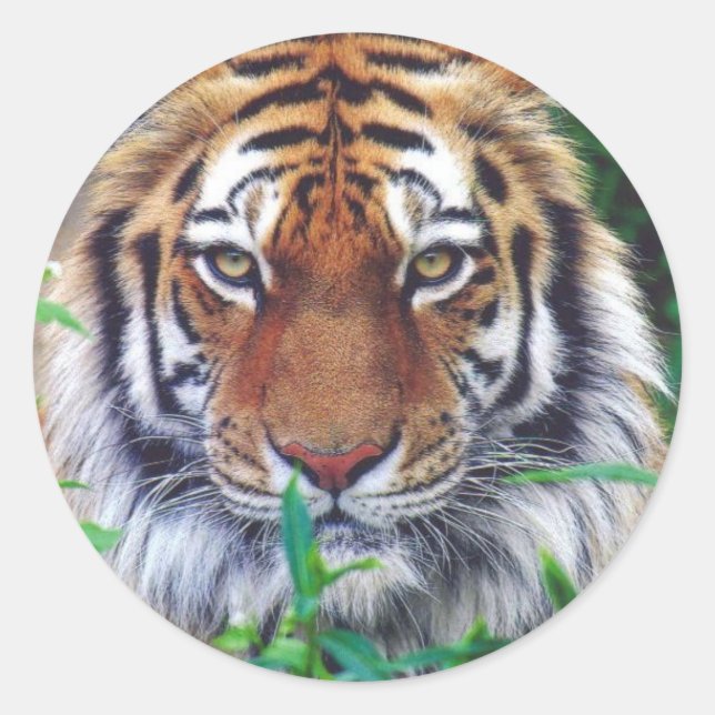 Sticker Rond Tiger Stare (Devant)