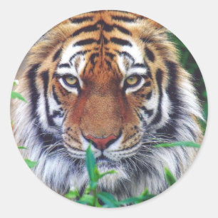 Sticker Rond Tiger Stare