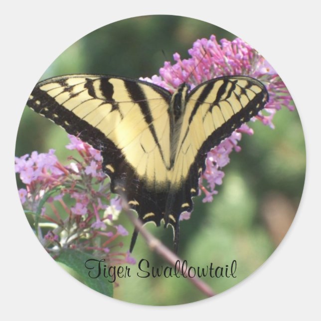 Sticker Rond Tiger Swallowtail (Devant)