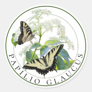Sticker Rond Tiger Swallowtail Papilio Glaucus