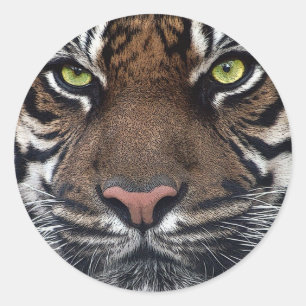 Sticker Rond Tigre