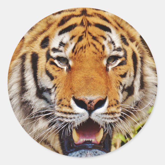 Sticker Rond Tigre (Devant)