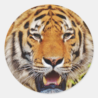 Sticker Rond Tigre