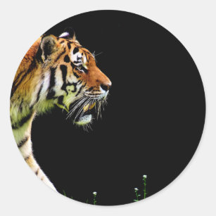 Sticker Rond Tigre approchant - Oeuvres d'art d'animaux sauvage
