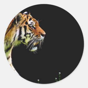 Sticker Rond Tigre approchant - Oeuvres d'art d'animaux sauvage