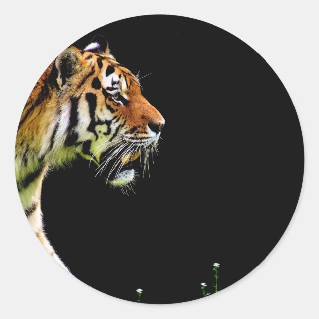 Sticker Rond Tigre approchant - Oeuvres d'art d'animaux sauvage (Devant)