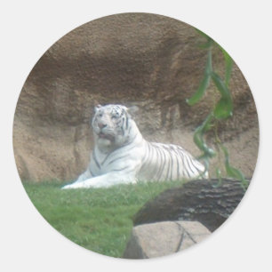Sticker Rond Tigre blanc